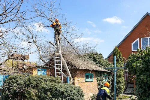 Palm & Bamboo Removal