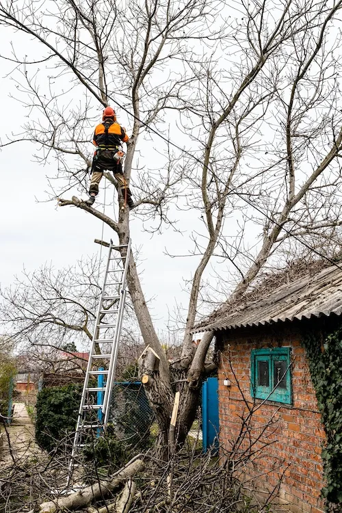 Tree Removal