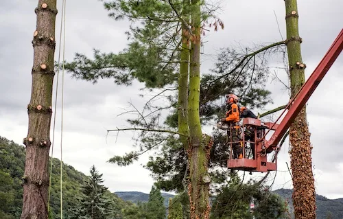 Emergency Tree Work